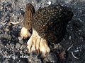 Morchella elata-amf2187